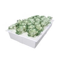 High QualityHot Sell Grow Seeding 56Mm Hydroponic Fodder Trays